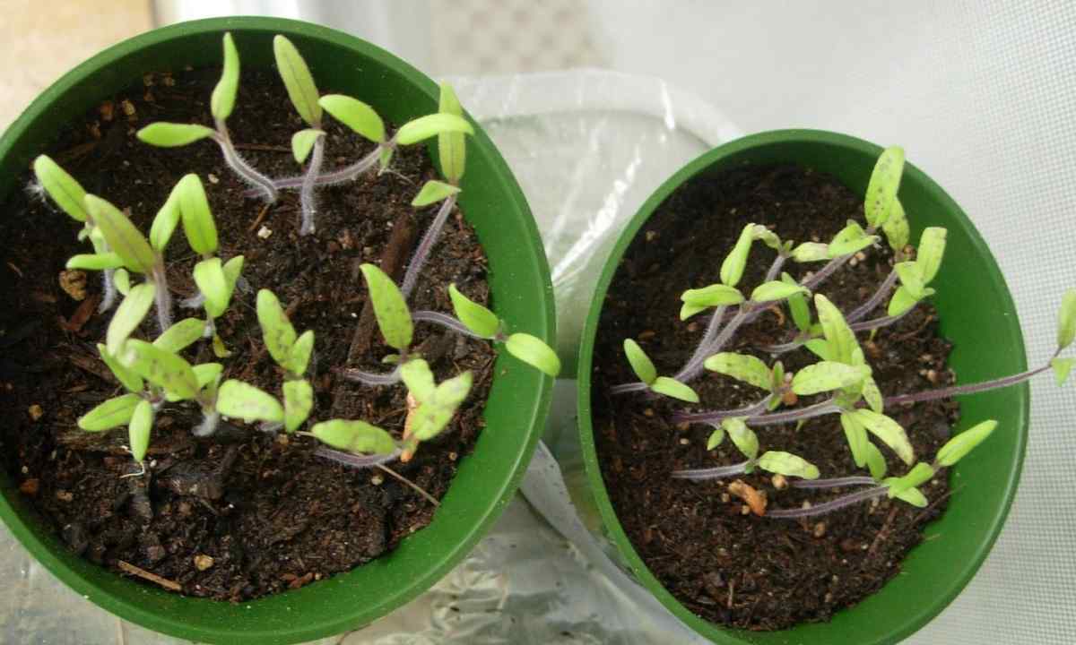 How to plant pepper on seedling